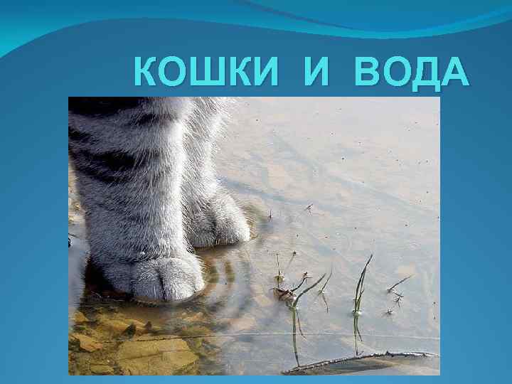 Боятся ли кошки воды презентация