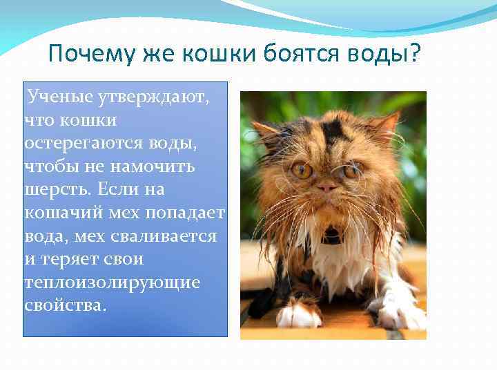 Почему же кошки боятся воды? Ученые утверждают, что кошки остерегаются воды, чтобы не намочить