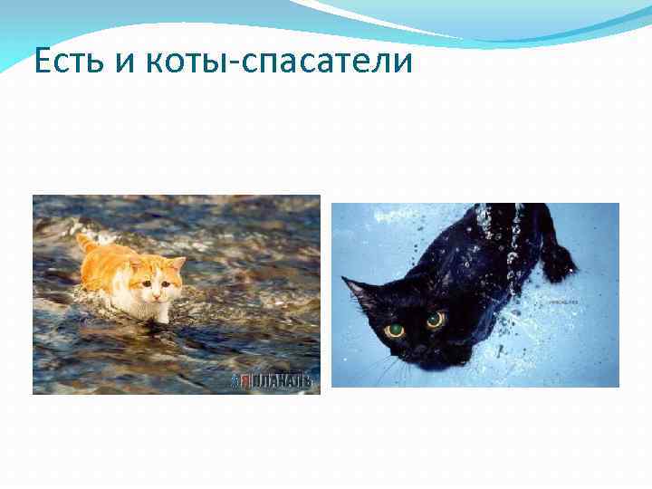 Есть и коты-спасатели 