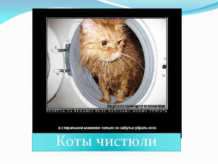 Коты чистюли 