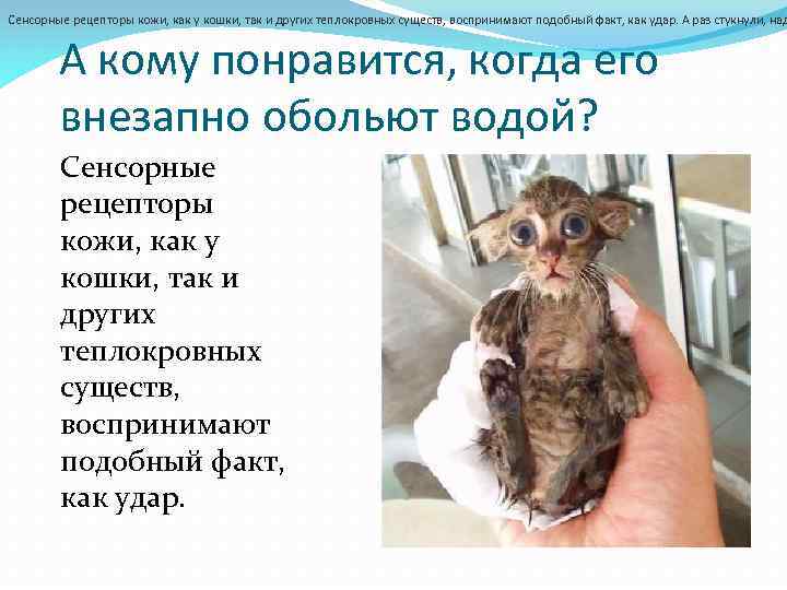 Почему кошки боятся. Почему кошки боятся воды презентация.