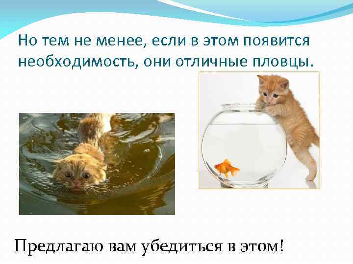 Боятся ли кошки воды презентация