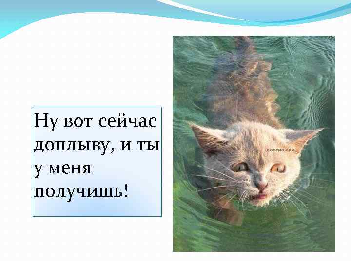 Боятся ли кошки воды презентация