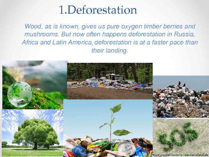 1. Deforestation Wood, as is known, gives us pure oxygen timber berries and mushrooms.