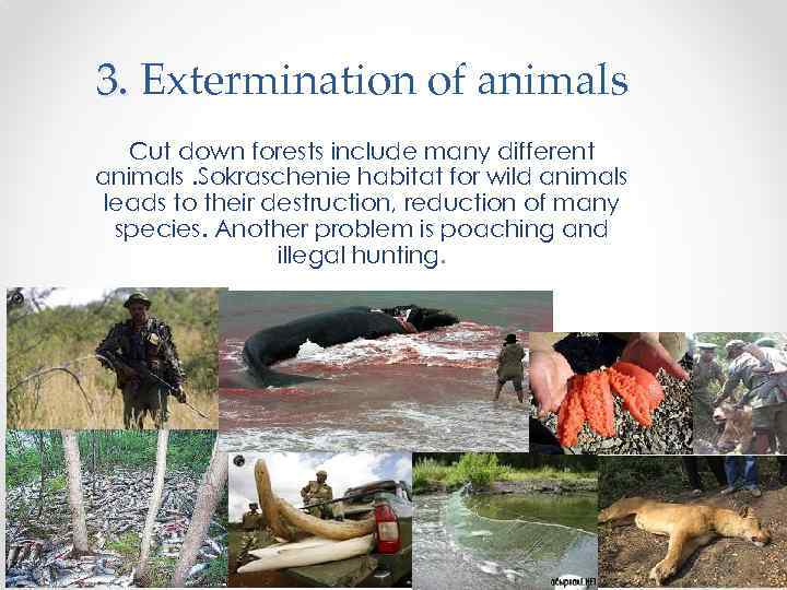 3. Extermination of animals Cut down forests include many different animals. Sokraschenie habitat for