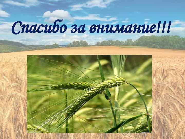 Спасибо за внимание!!! 