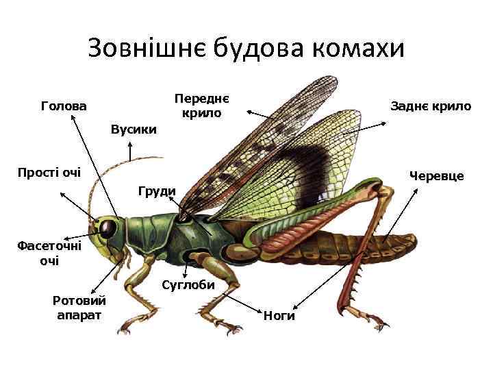 Зовнішнє будова комахи Переднє крило Голова Заднє крило Вусики Прості очі Черевце Груди Фасеточні