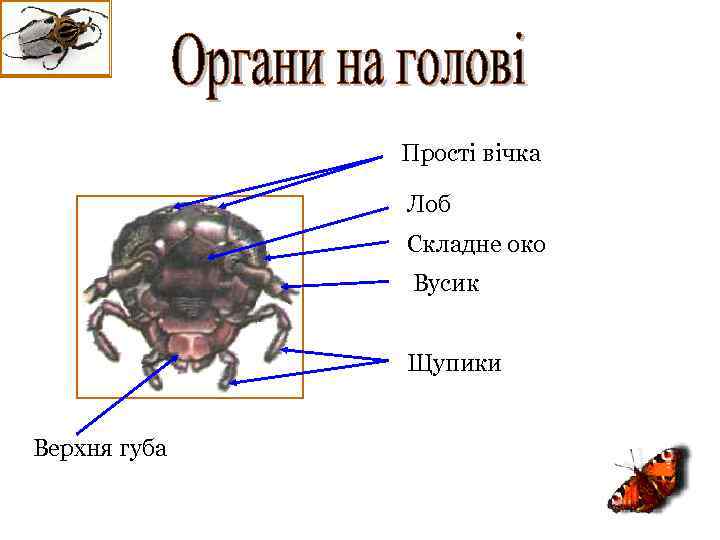 Прості вічка Лоб Складне око Вусик Щупики Верхня губа 
