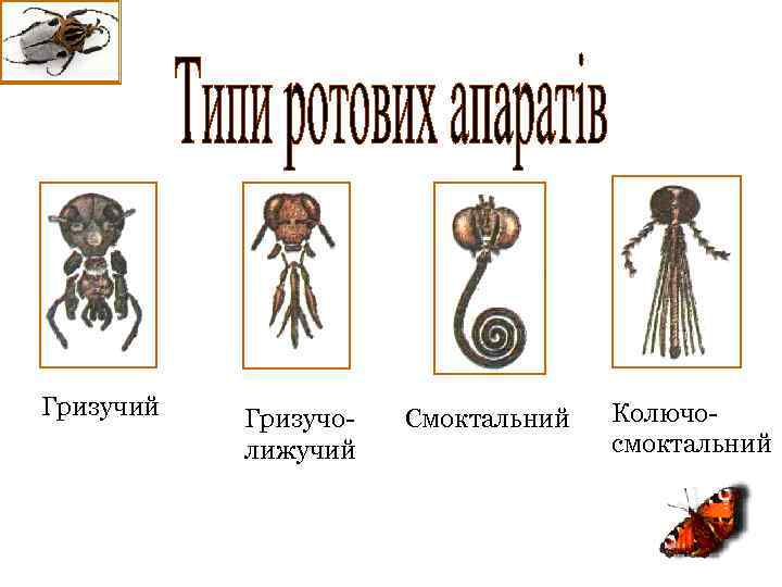 Гризучий Гризучолижучий Смоктальний Колючосмоктальний 