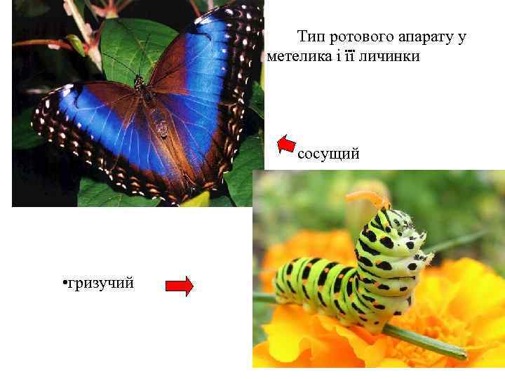 Тип ротового апарату у метелика і її личинки сосущий • гризучий 