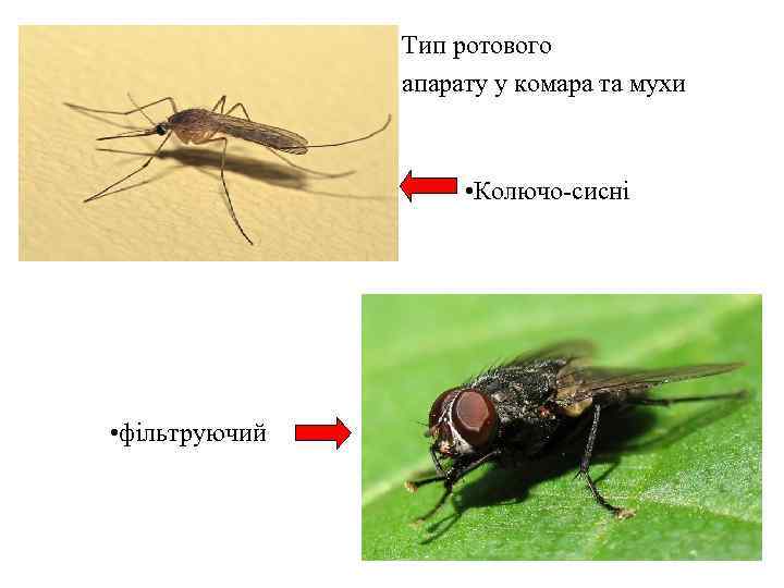 Тип ротового апарату у комара та мухи • Колючо-сисні • фільтруючий 