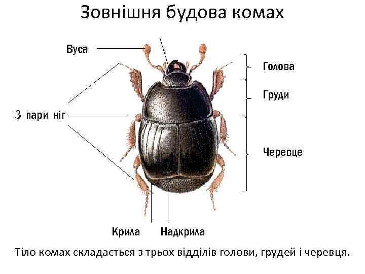 Зовнішня будова комах Вуса Голова Груди 3 пари ніг Черевце Крила Надкрила Тіло комах