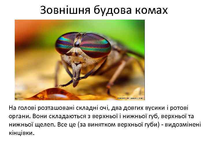Зовнішня будова комах На голові розташовані складні очі, два довгих вусики і ротові органи.