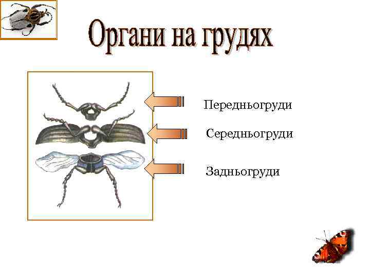 Передньогруди Середньогруди Задньогруди 