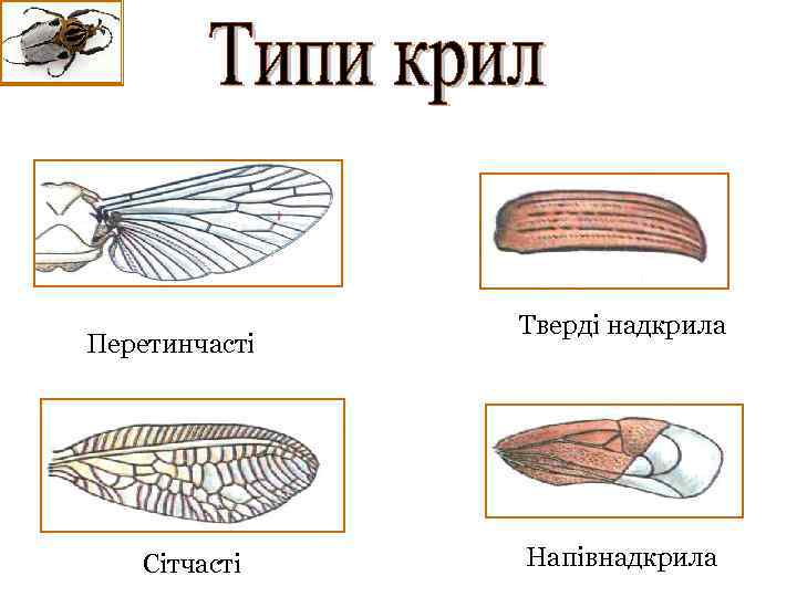 Перетинчасті Сітчасті Тверді надкрила Напівнадкрила 
