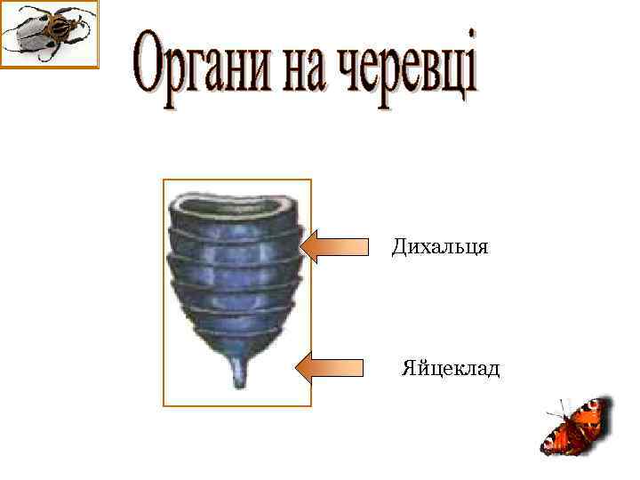 Дихальця Яйцеклад 