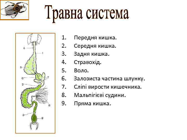 1. 2. 3. 4. 5. 6. 7. 8. 9. Передня кишка. Середня кишка. Задня