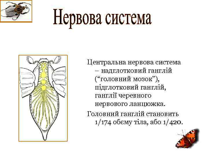 Центральна нервова система – надглотковий ганглій (“головний мозок”), підглотковий ганглій, ганглії черевного нервового ланцюжка.
