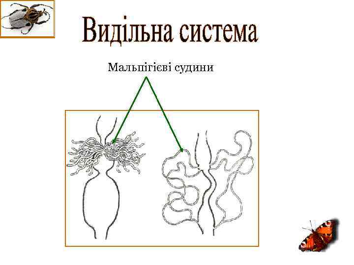 Мальпігієві судини 