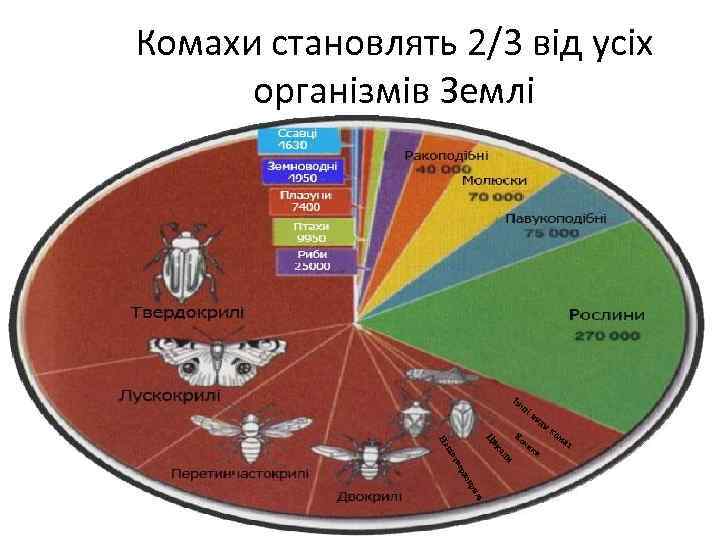 Комахи становлять 2/3 від усіх організмів Землі Ін ш ів Ц и ер тв