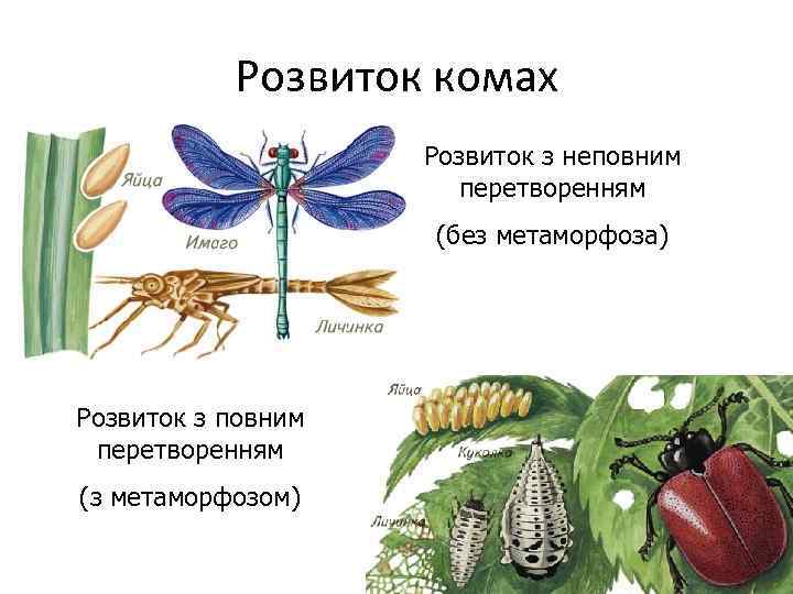 Розвиток комах Розвиток з неповним перетворенням (без метаморфоза) Розвиток з повним перетворенням (з метаморфозом)