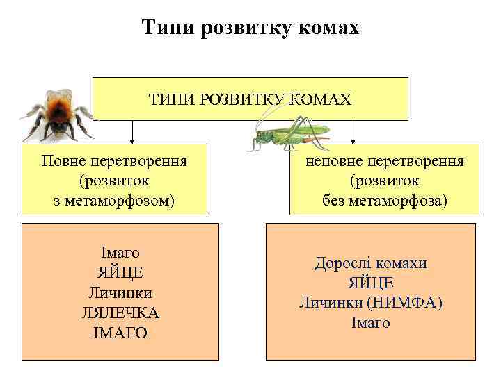 Типи розвитку комах ТИПИ РОЗВИТКУ КОМАХ Повне перетворення (розвиток з метаморфозом) Імаго ЯЙЦЕ Личинки