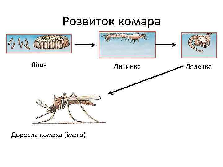 Розвиток комара Яйця Доросла комаха (імаго) Личинка Лялечка 