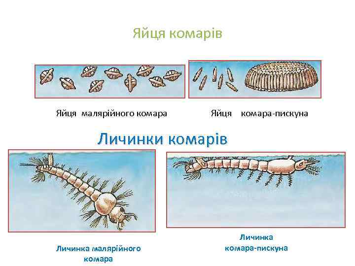 Яйця комарів Яйця малярійного комара Яйця комара-пискуна Личинки комарів Личинка малярійного комара Личинка комара-пискуна