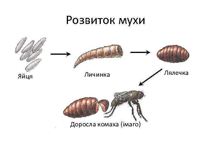 Розвиток мухи Яйця Личинка Доросла комаха (імаго) Лялечка 