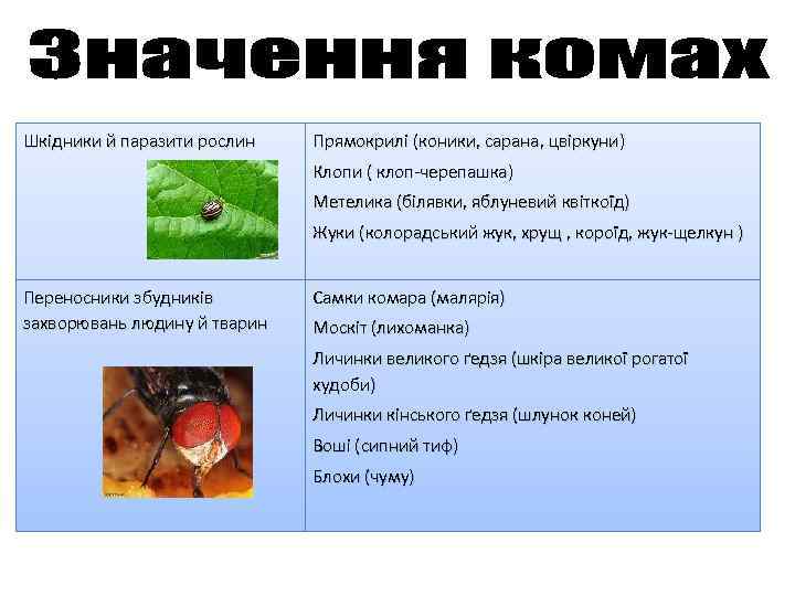 Шкідники й паразити рослин Прямокрилі (коники, сарана, цвіркуни) Клопи ( клоп-черепашка) Метелика (білявки, яблуневий