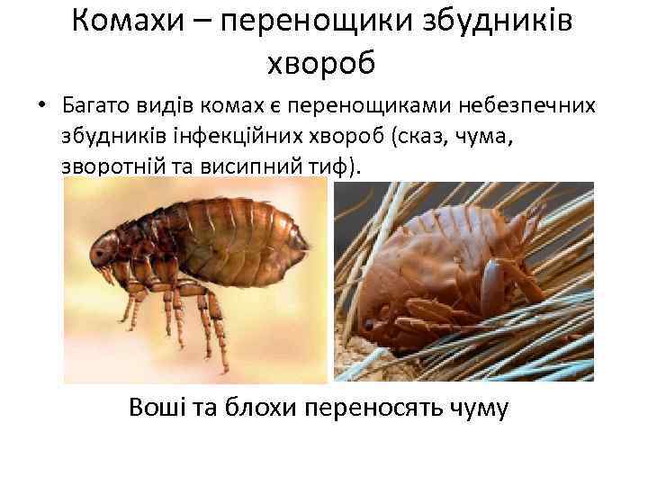 Комахи – перенощики збудників хвороб • Багато видів комах є перенощиками небезпечних збудників інфекційних
