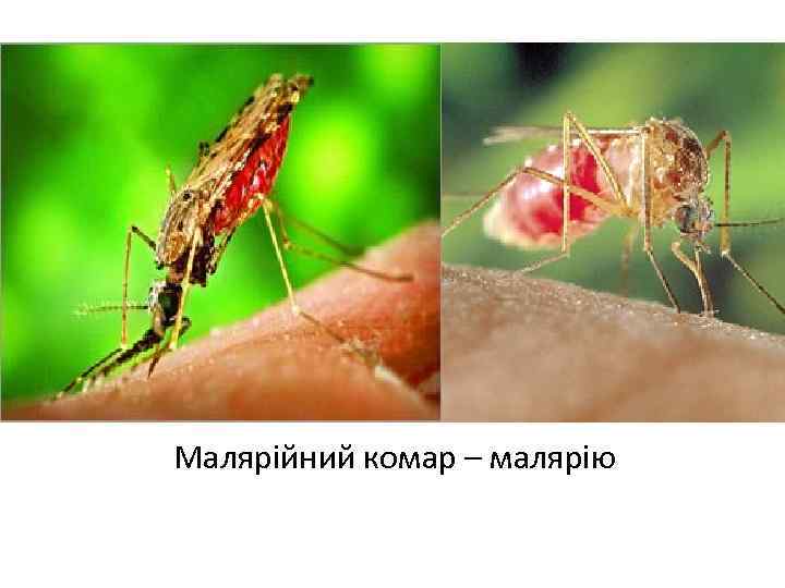  Малярійний комар – малярію 