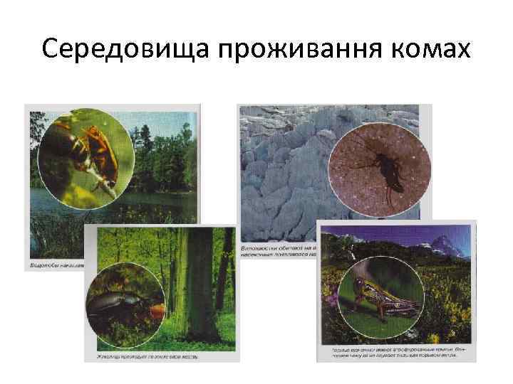 Середовища проживання комах 