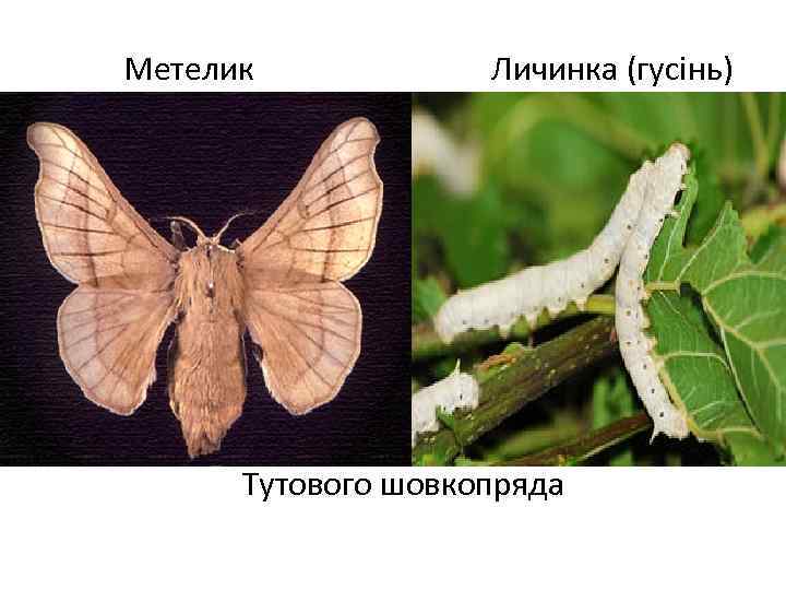  Метелик Личинка (гусінь) Тутового шовкопряда 