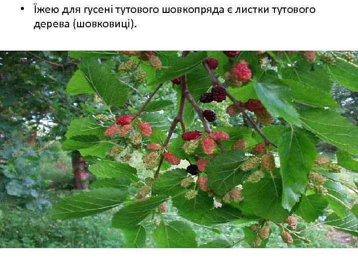  • Їжею для гусені тутового шовкопряда є листки тутового дерева (шовковиці). 