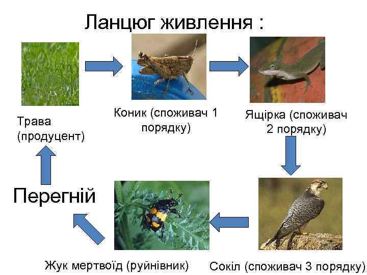 Ланцюг живлення : Трава (продуцент) Коник (споживач 1 порядку) Ящірка (споживач 2 порядку) Перегній
