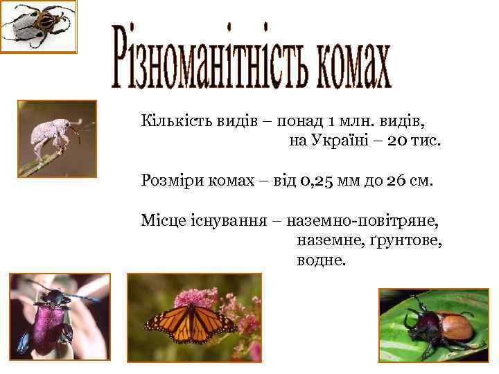 Кількість видів – понад 1 млн. видів, на Україні – 20 тис. Розміри комах