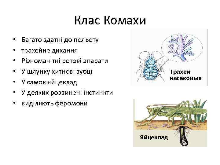 Клас Комахи • • Багато здатні до польоту трахейне дихання Різноманітні ротові апарати У