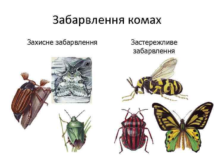 Забарвлення комах Захисне забарвлення Застережливе забарвлення 