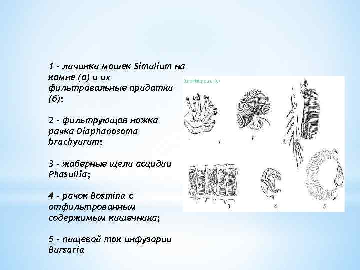1 – личинки мошек Simulium на камне (а) и их фильтровальные придатки (б); 2