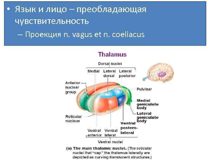  • Язык и лицо – преобладающая чувствительность – Проекция n. vagus et n.