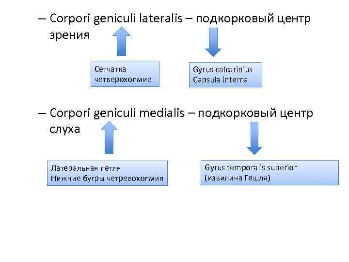 – Corpori geniculi lateralis – подкорковый центр зрения Сетчатка четверохолмие Gyrus calcarinius Capsula interna