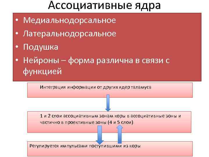 Ассоциативные ядра • • Медиальнодорсальное Латеральнодорсальное Подушка Нейроны – форма различна в связи с