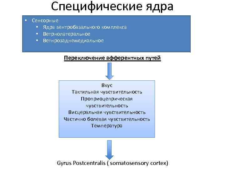 Специфические ядра • Сенсорные • Ядра вентробазального комплекса • Ветрнолатеральное • Ветнрозаднемедиальное Переключение афферентных