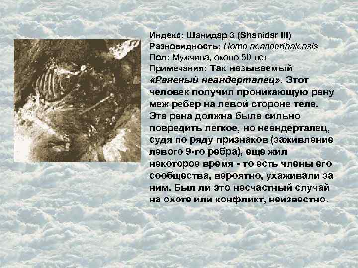 Индекс: Шанидар 3 (Shanidar III) Разновидность: Homo neanderthalensis Пол: Мужчина, около 50 лет Примечания: