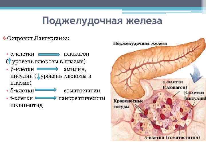 Поджелудочная железа v. Островки Лангерганса: • α клетки глюкагон ( уровень глюкозы в плазме)