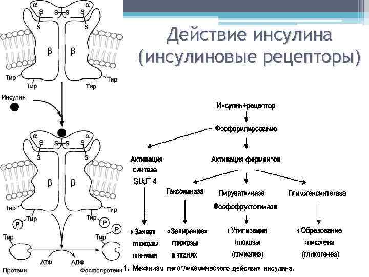 Схема активации протеолитических ферментов поджелудочной железы