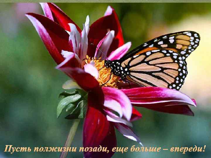 Пусть полжизни позади, еще больше – впереди! 