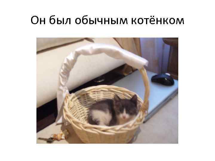 Он был обычным котёнком 