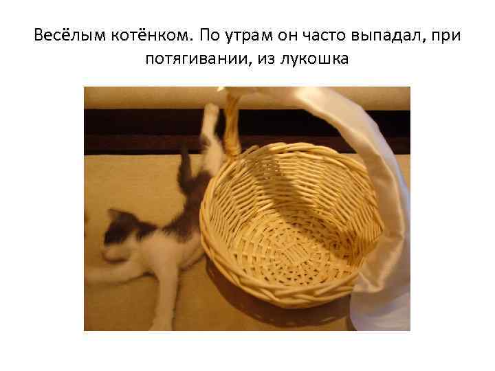 Весёлым котёнком. По утрам он часто выпадал, при потягивании, из лукошка 